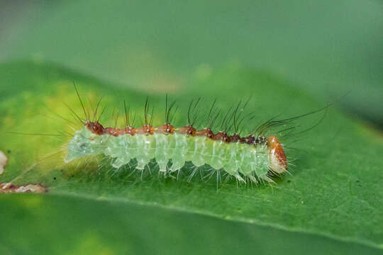 Image of Radcliffe's Dagger-moth