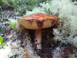 Image of Leccinum largentii Thiers 1975