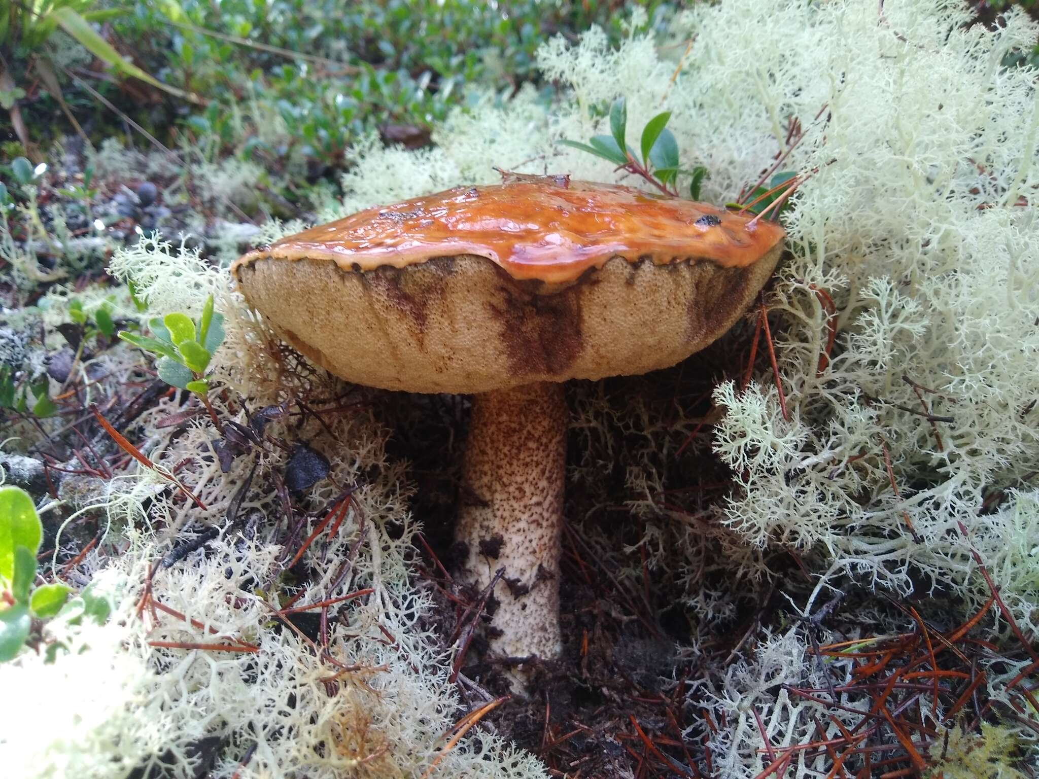 Image of Leccinum largentii Thiers 1975