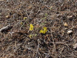 Plancia ëd Calycadenia fremontii A. Gray