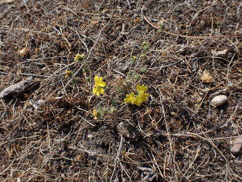 صورة Calycadenia fremontii A. Gray