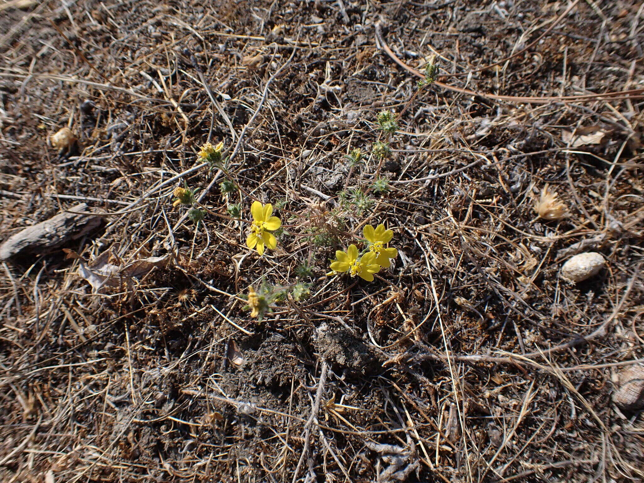 Plancia ëd Calycadenia fremontii A. Gray