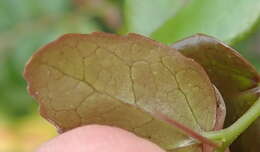 Image of Common sour-berry