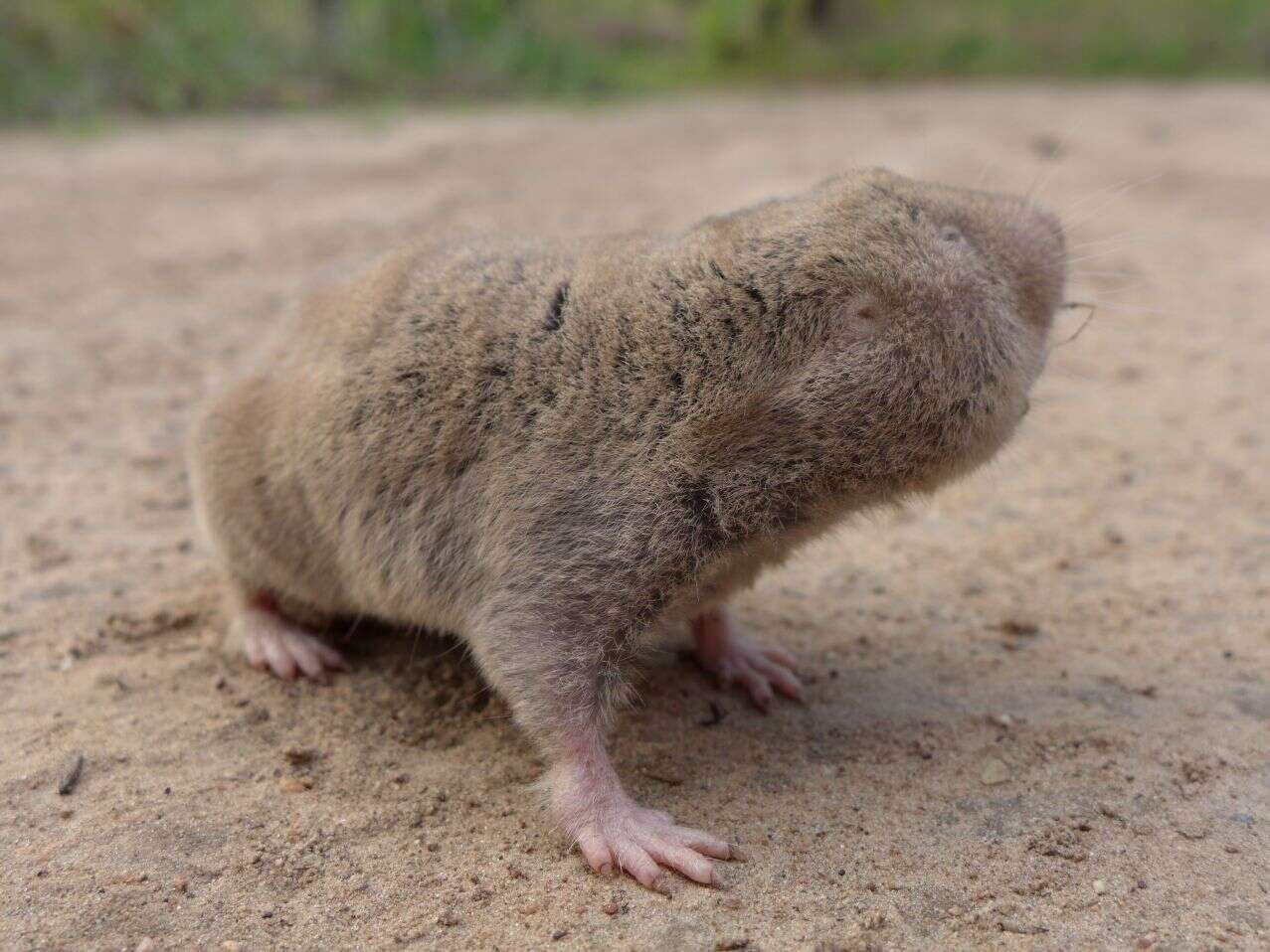 Image of Giant Mole-rat