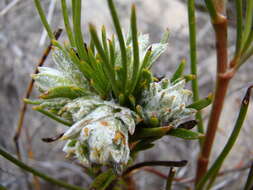 Image of Centella thesioides