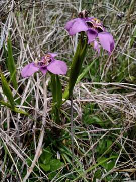 Image of Tigridia augusta Drapiez