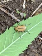 Image of Rose Chafer