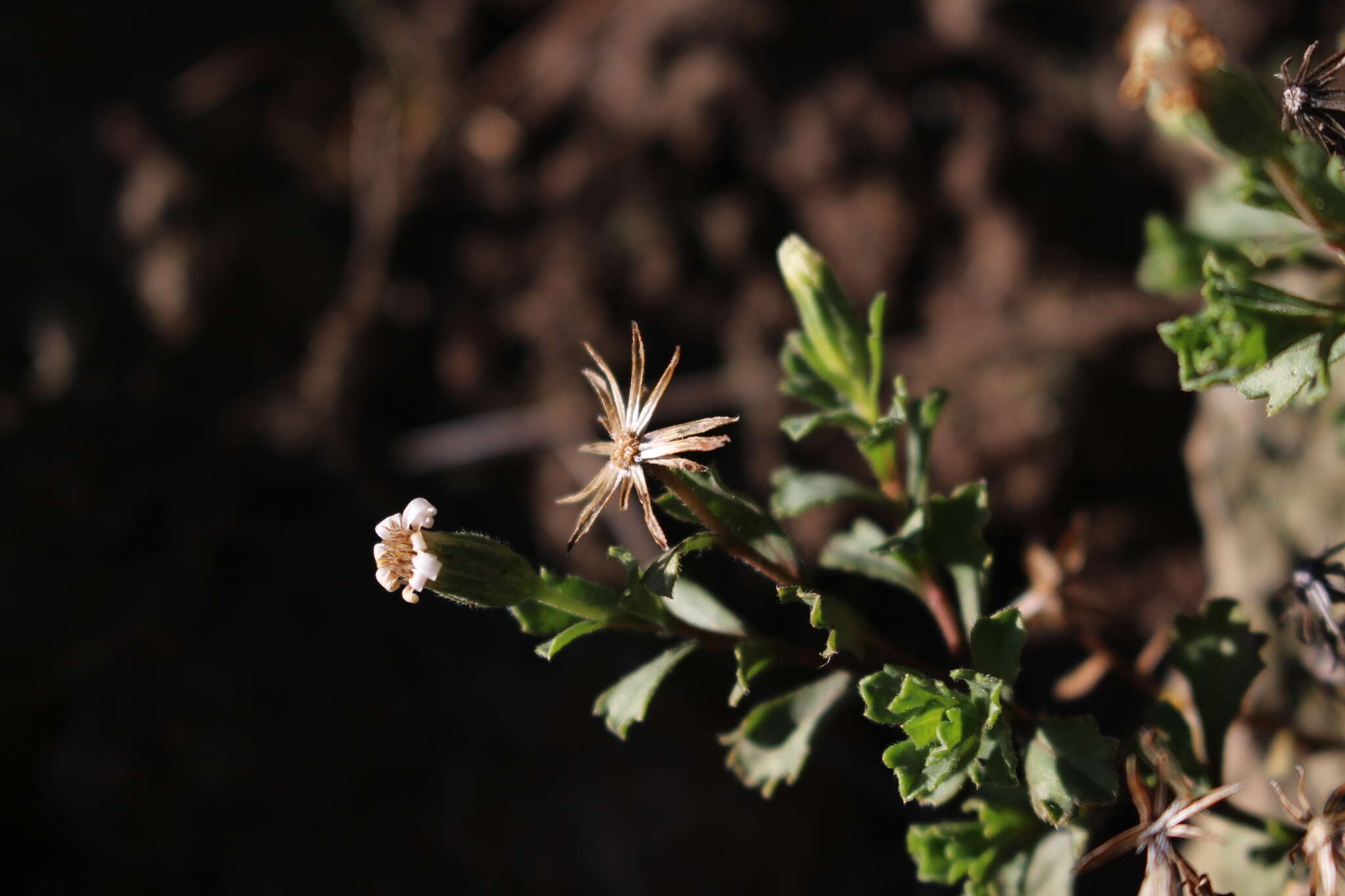 Image of Vittadinia australis A. Rich.