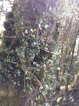 صورة Pittosporum turneri Petrie