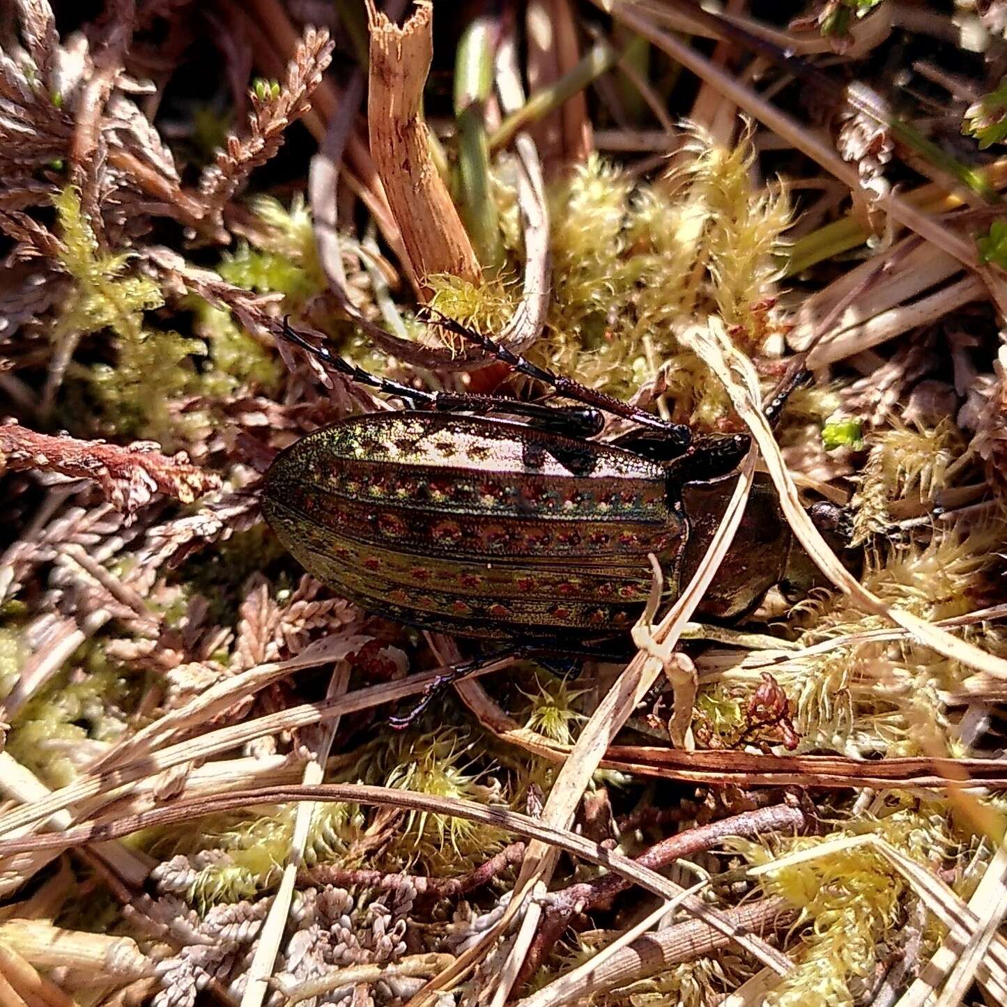 Imagem de Carabus (Limnocarabus) clatratus Linnaeus 1760