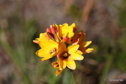 Image of Ixia dubia Vent.