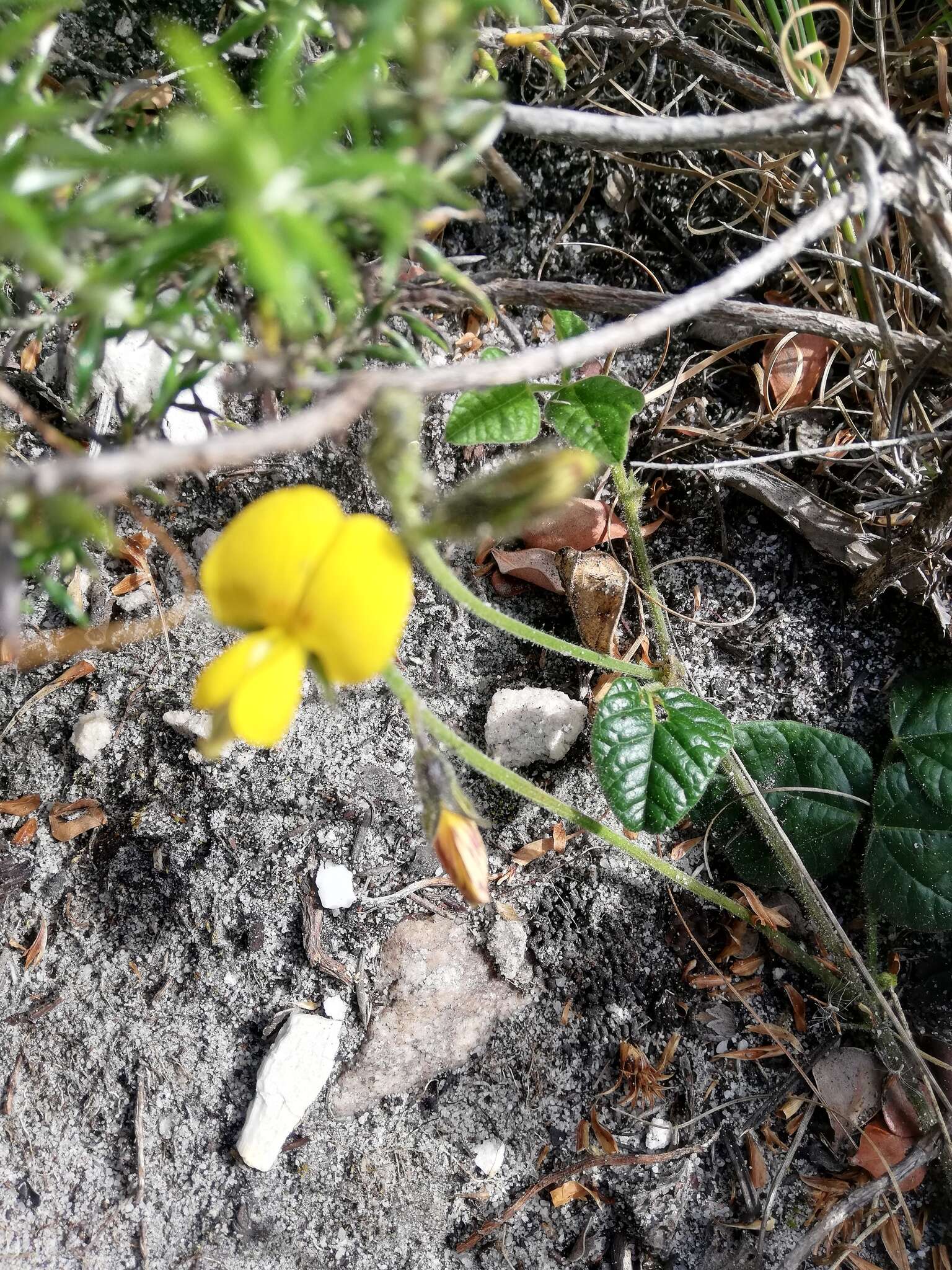 Image of Fagelia bituminosa (L.) DC.