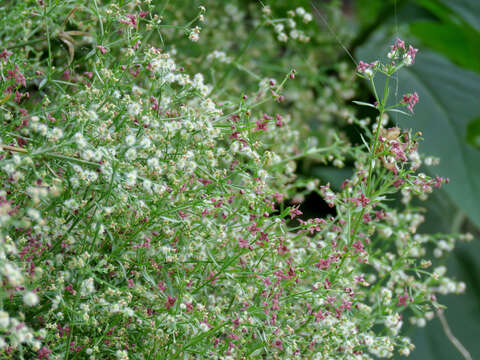 Image of Wright's bedstraw