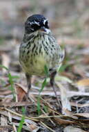 Image of Spotted Scrubwren