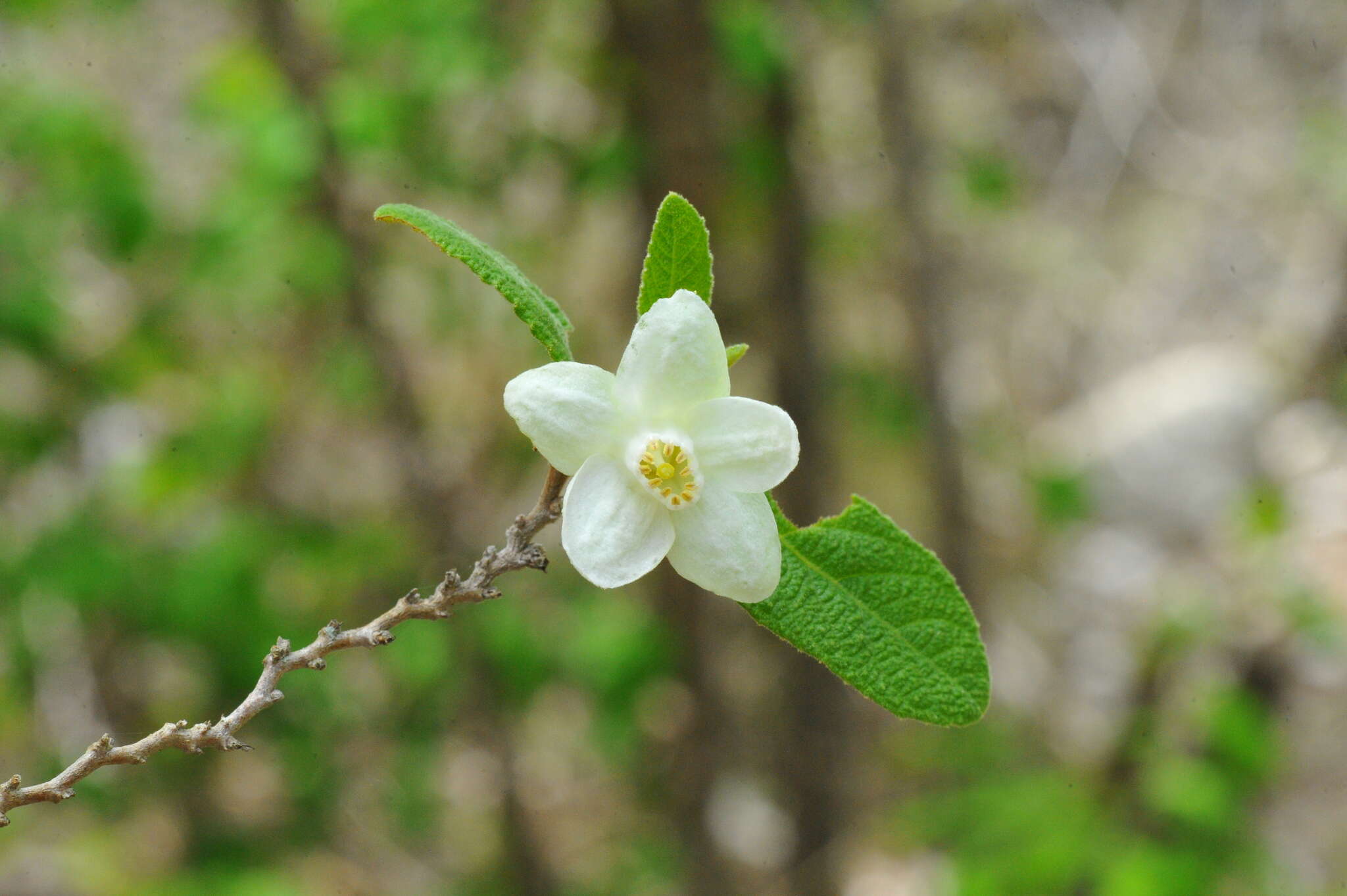 Image of Casearia dodecandra