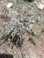 صورة Astragalus garbancillo Cav.