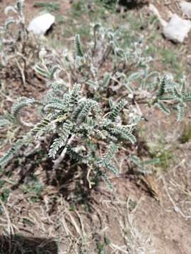 Imagem de Astragalus garbancillo Cav.