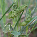 Imagem de Puccinia aristolochiae (DC.) G. Winter 1881