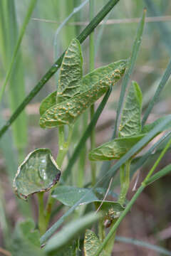 Image of Puccinia aristolochiae (DC.) G. Winter 1881