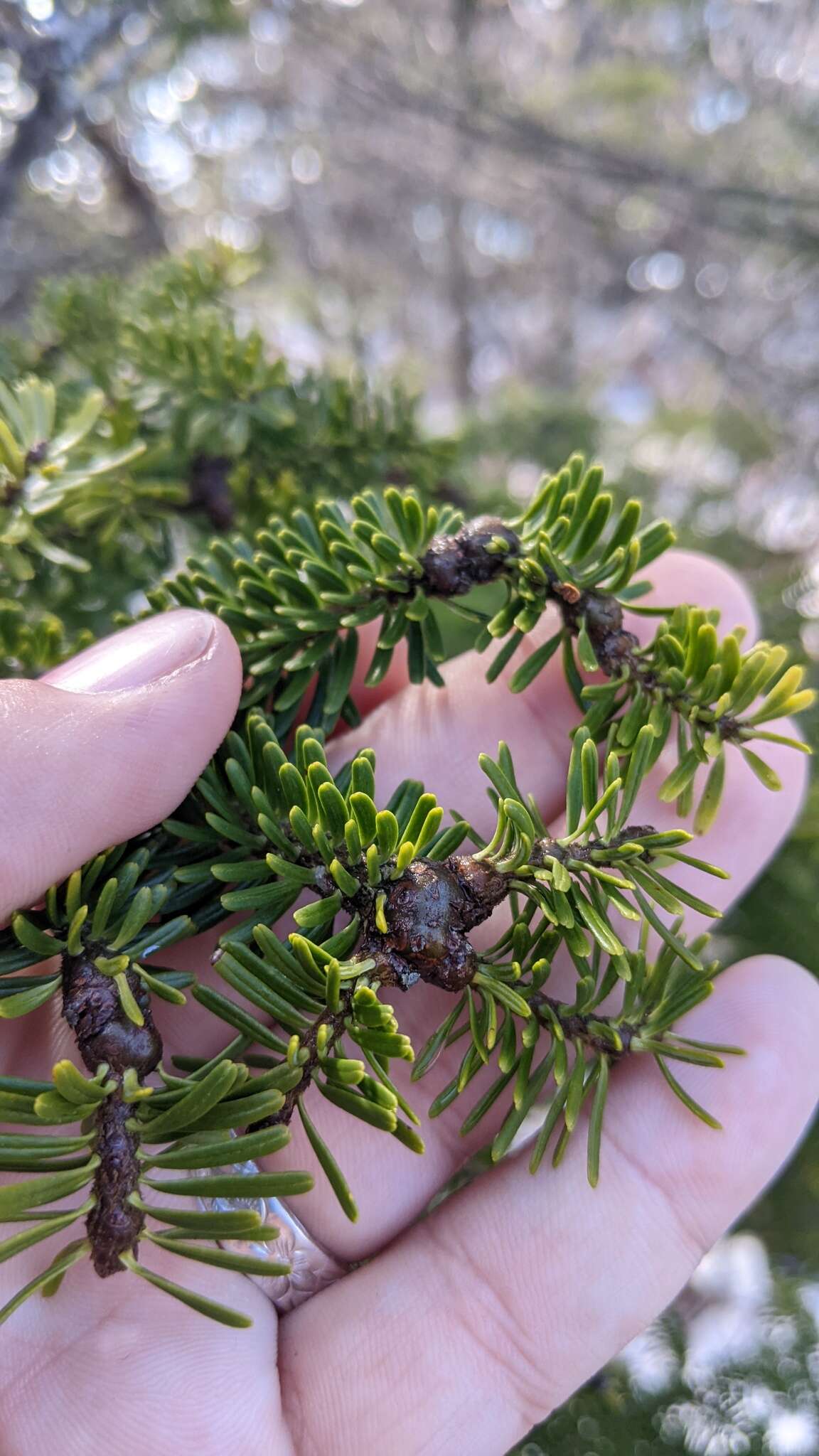 Image of Balsam Woolly Adelgid