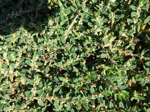 Image of oval-leaf knotweed