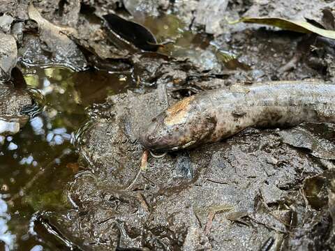 Image of Slender Lungfish