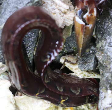 Image of Bracketed blenny