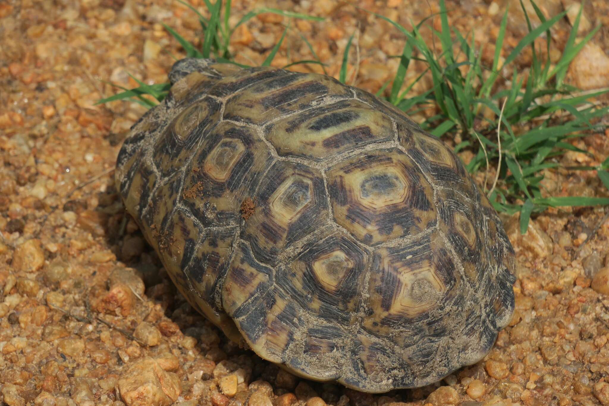 Image of Bell’s hinged tortoise