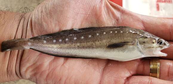 Image of Spotted Codling