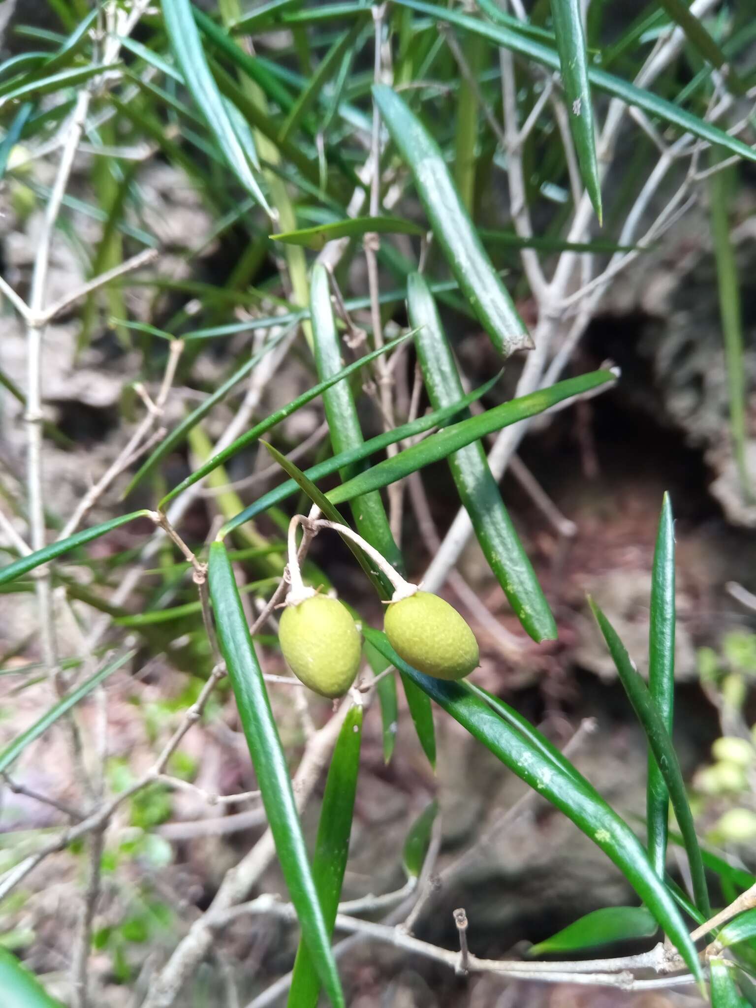 Sivun Noronhia linearifolia Boivin ex Dubard kuva