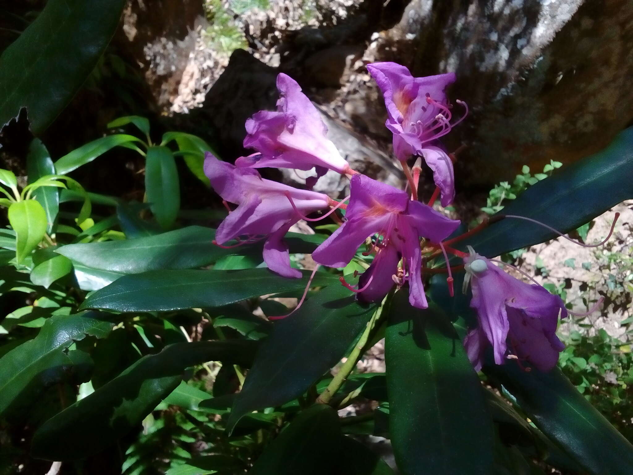 Imagem de Rhododendron ponticum subsp. baeticum (Boiss. & Reuter) Hand.-Mazz.