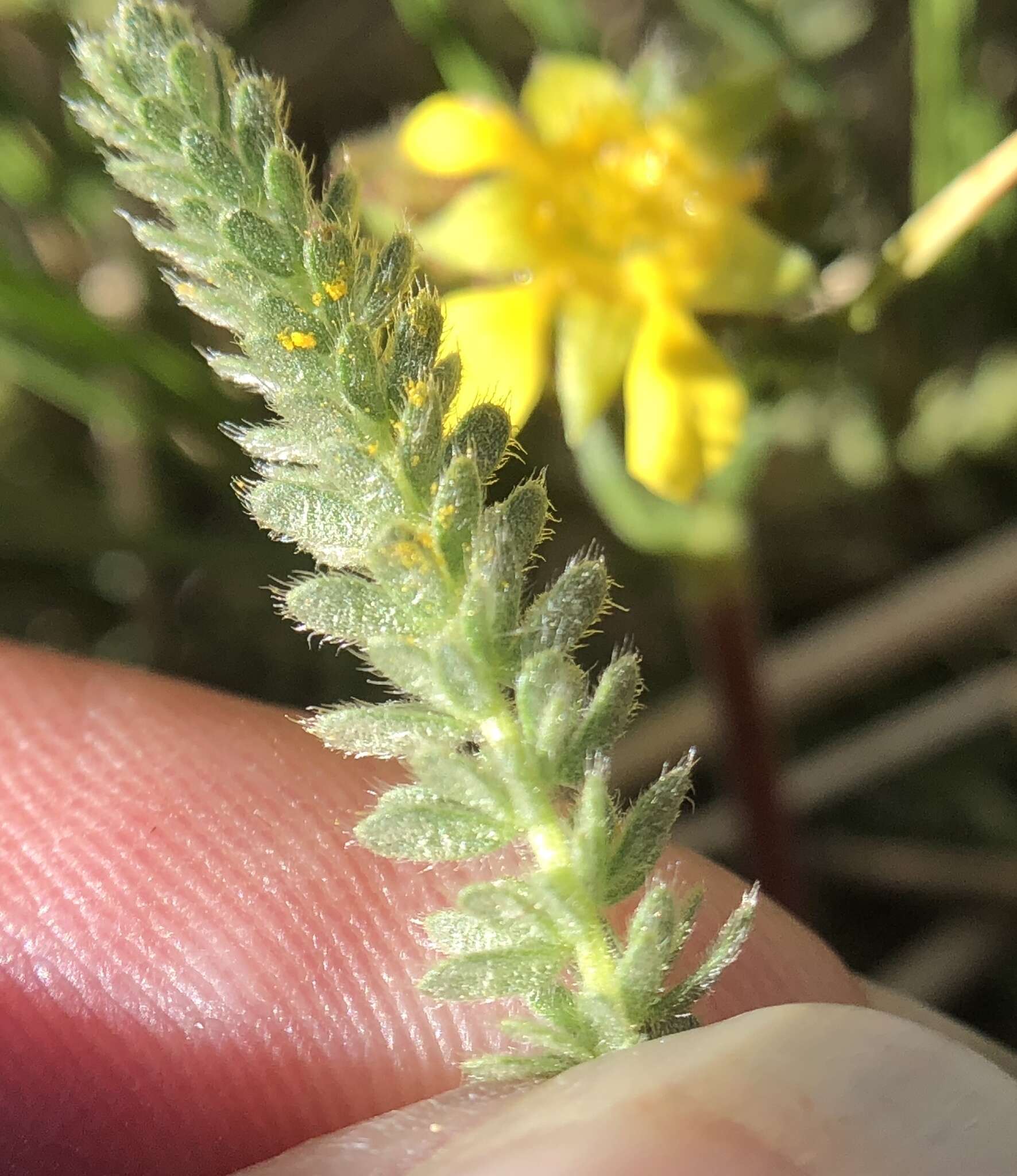 Image of clubmoss mousetail