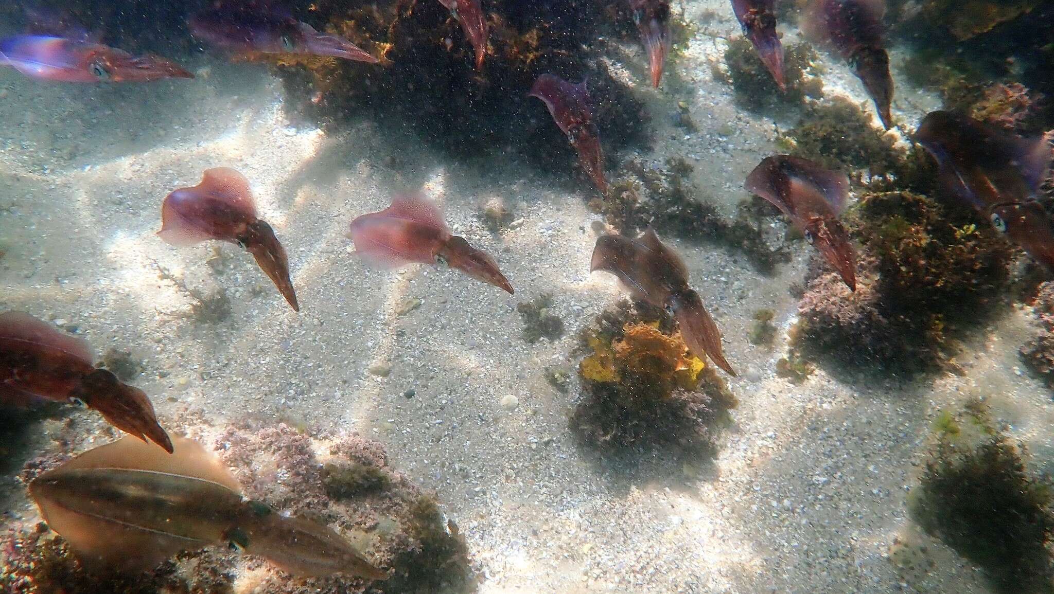 Image of Southern reef squid