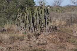 Euphorbia caerulescens Haw. resmi