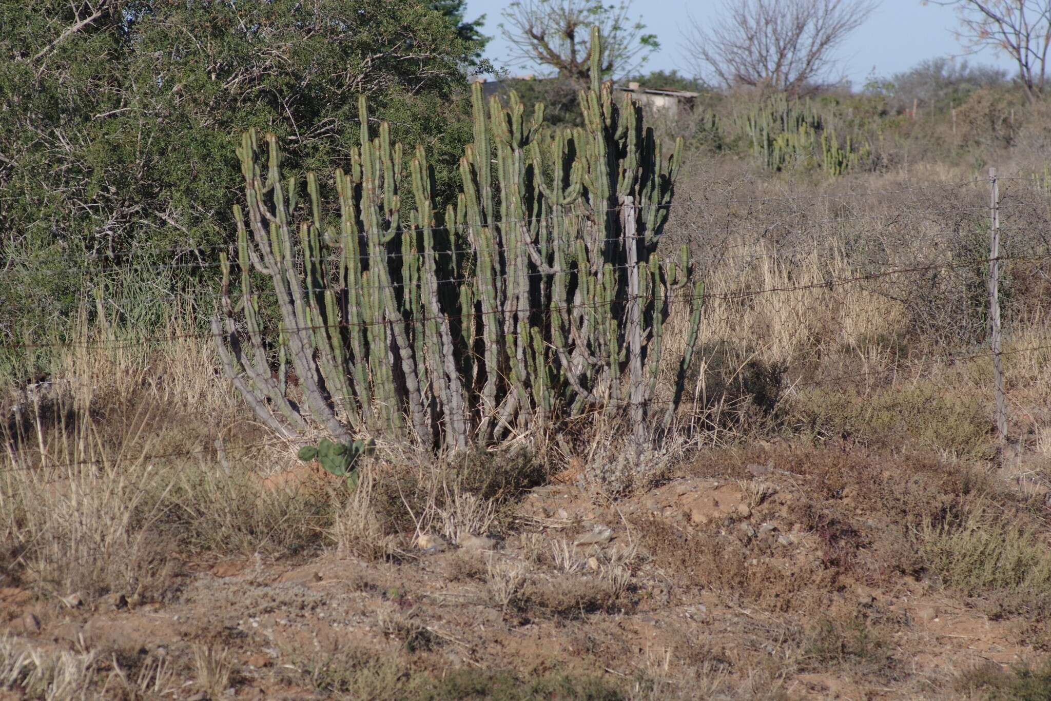 Sivun Euphorbia caerulescens Haw. kuva