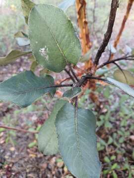 Image of Arbutus bicolor S. González, M. González & P. D. Sørensen