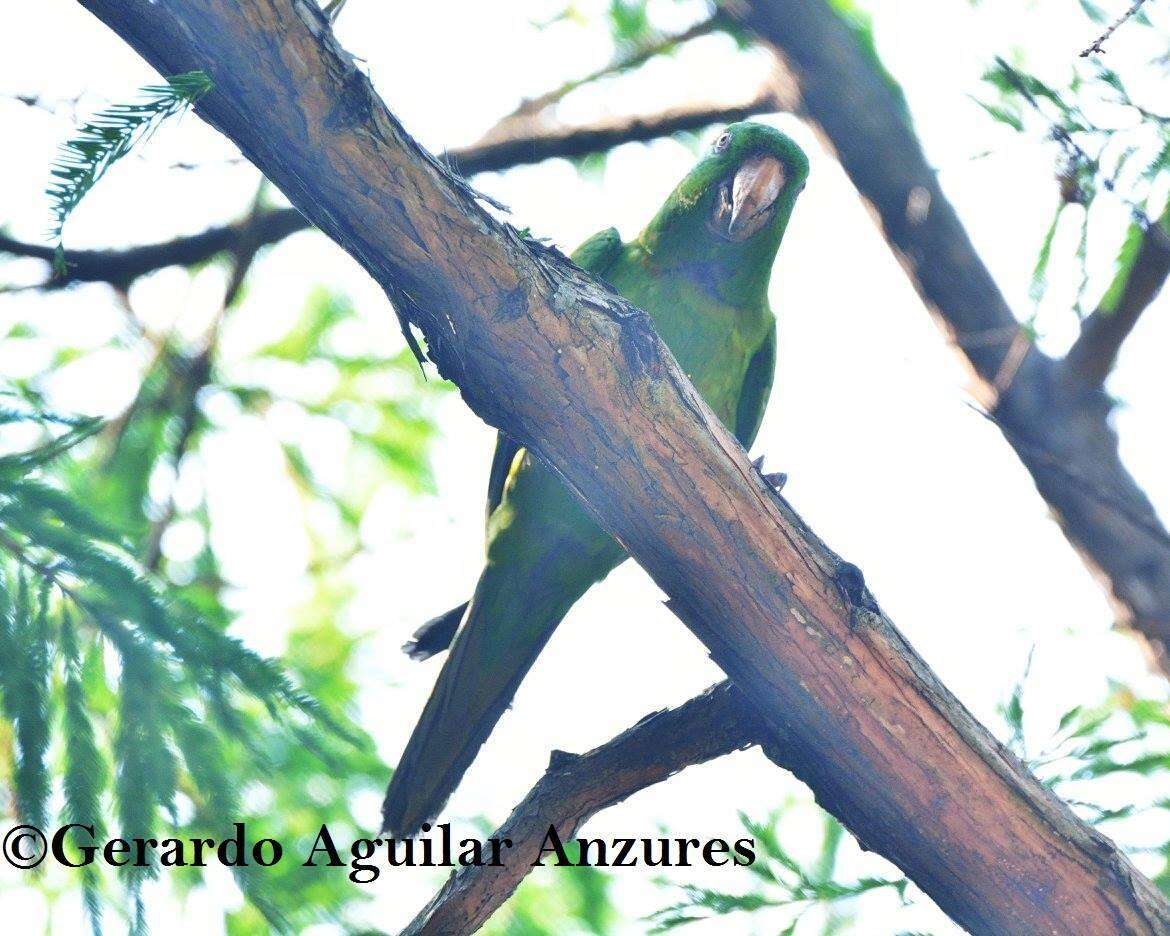 Image of Green Parakeet