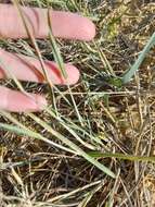 Image of Red Love Grass