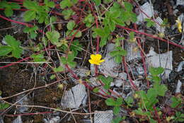 Imagem de Potentilla stolonifera Lehm. ex Ledeb.