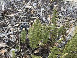 Image de Myriopteris fendleri (Hook.) E. Fourn.