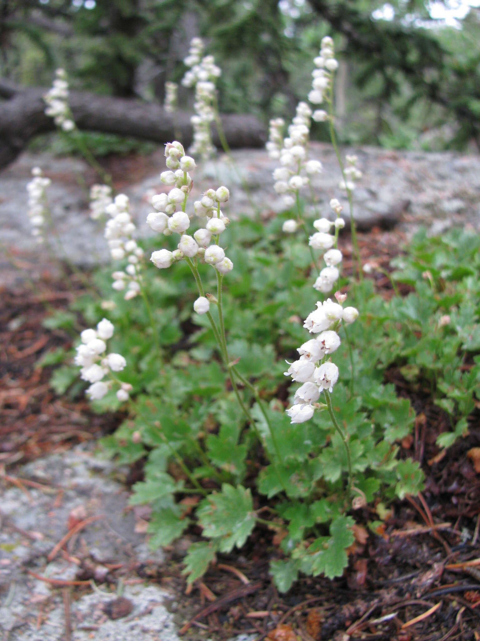 Image de Heuchera hallii A. Gray