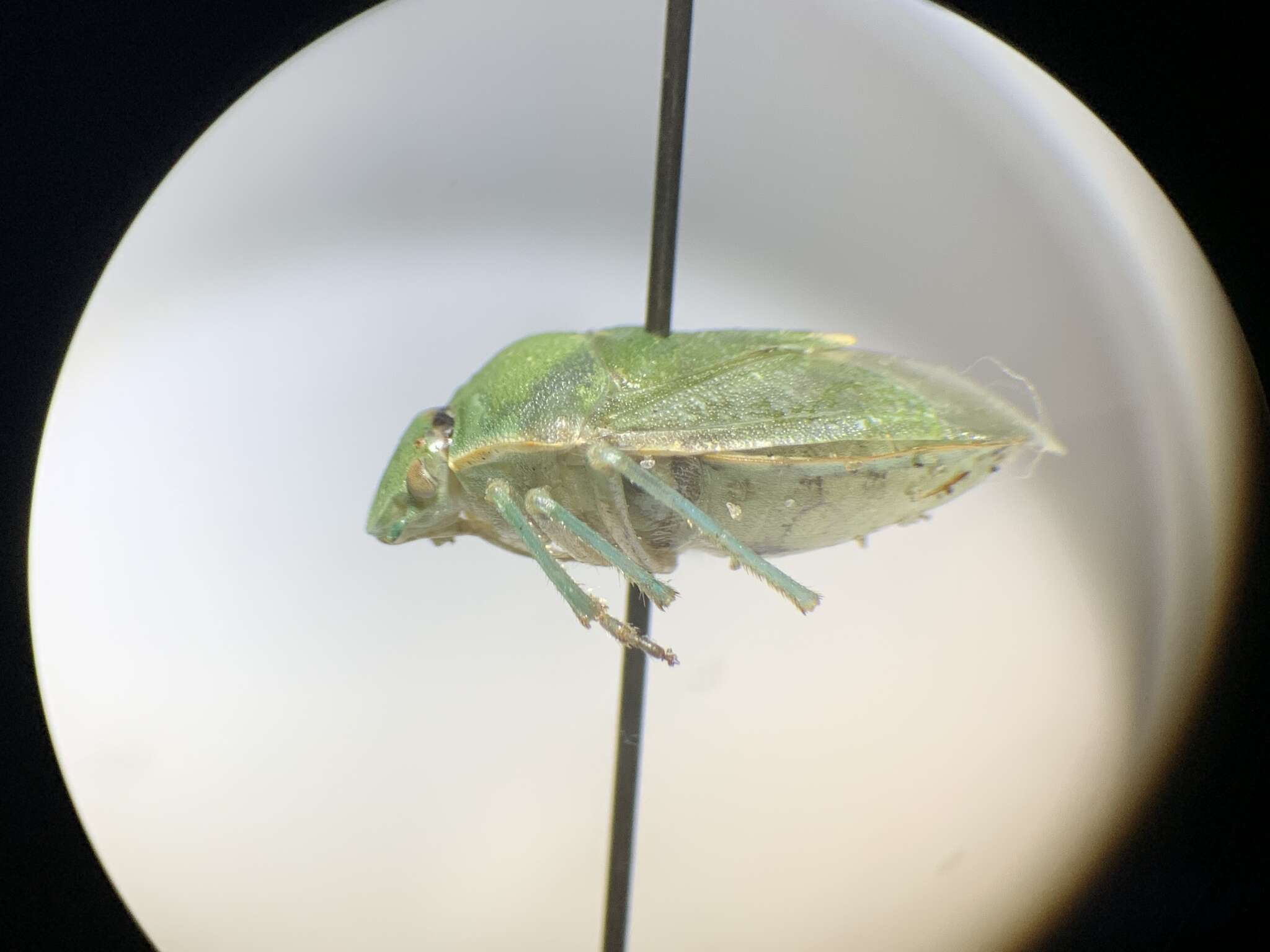 Image of Uhler's Stink Bug