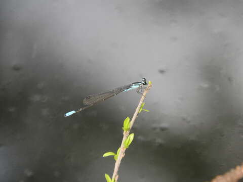 Image of Acanthagrion quadratum Selys 1876