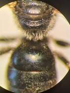 Imagem de Lasioglossum clypeare (Schenck 1853)