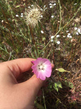 Image of fringed checkerbloom