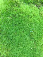 Image of montane dicranum moss