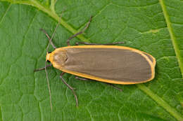 Image of buff footman