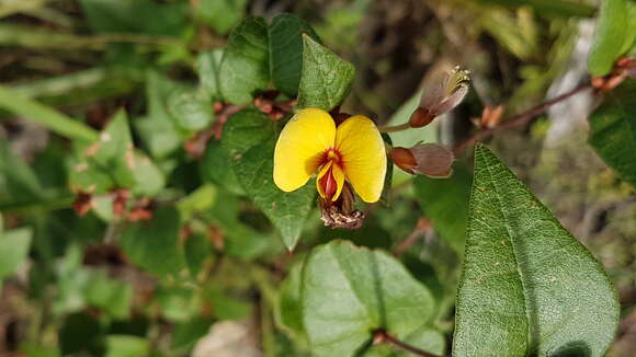 Plancia ëd Platylobium montanum