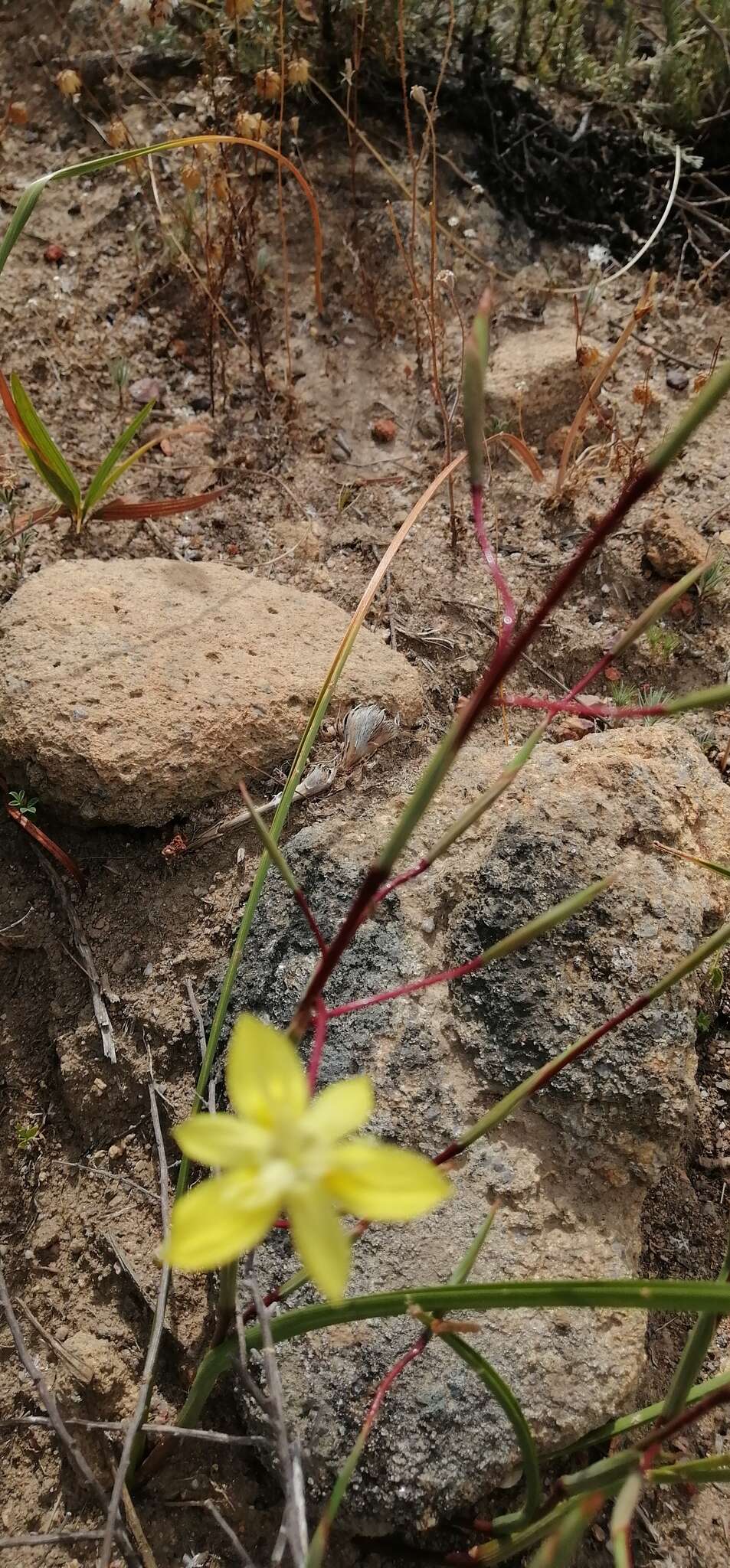 Moraea bituminosa (L. fil.) Ker Gawl. resmi