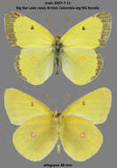 Imagem de Colias gigantea Strecker 1900